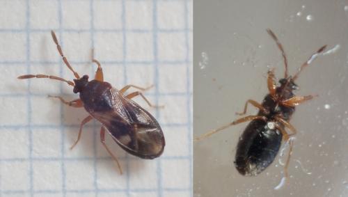 Réf. 221 909 : Tempyra biguttula